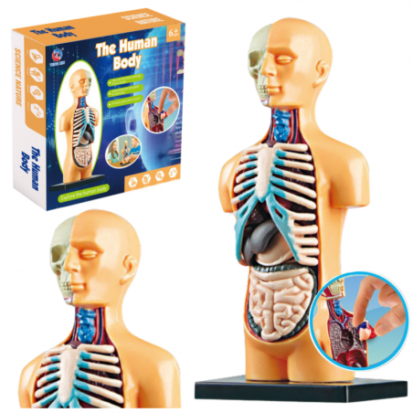 Hariduslik anatoomiline mudel inimkeha organid