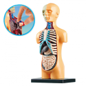 Hariduslik anatoomiline mudel inimkeha organid