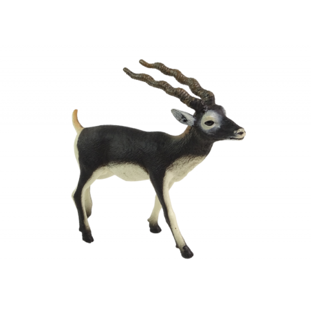 Blackbucki antiloop kujuke