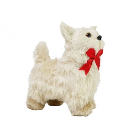 Interaktiivne chihuahua koer liigub, haugub