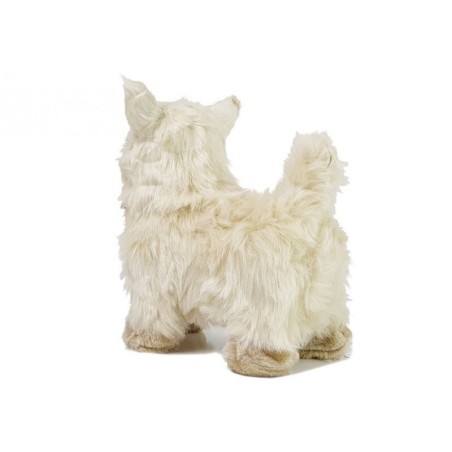 Interaktiivne chihuahua koer liigub, haugub