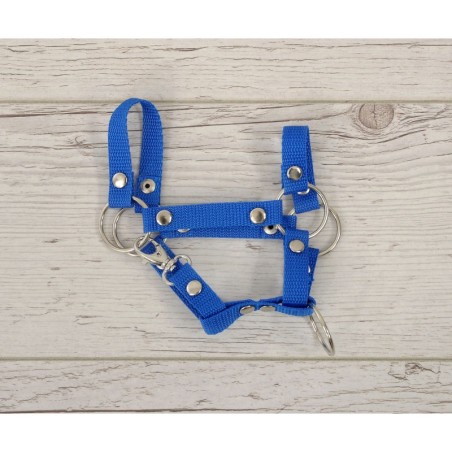 A4 hobihobuse päitsed, sinine