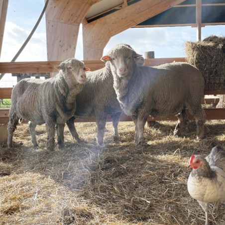 Meriino täiskasvanute rõngassall sinine